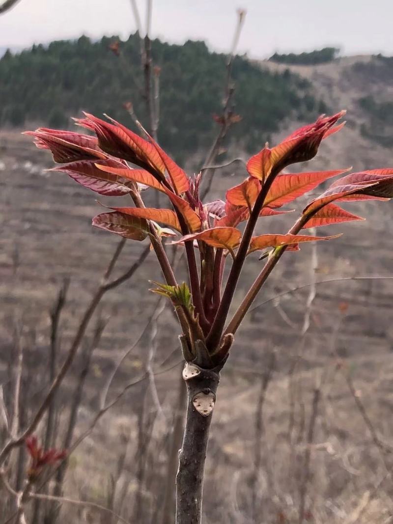 【红油香椿芽】青州王坟红色香椿芽质量很好。诚信第一。