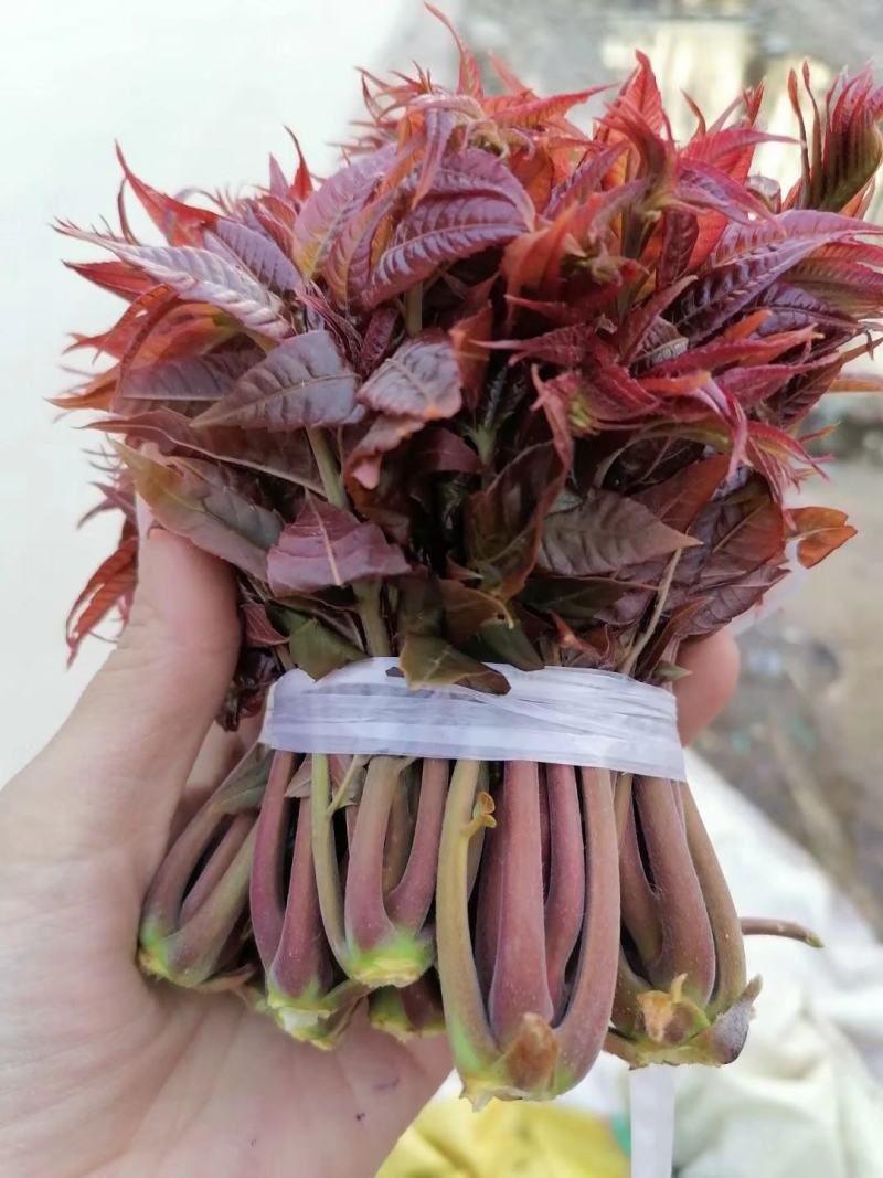 【红油香椿芽】青州王坟红色香椿芽质量很好。诚信第一。