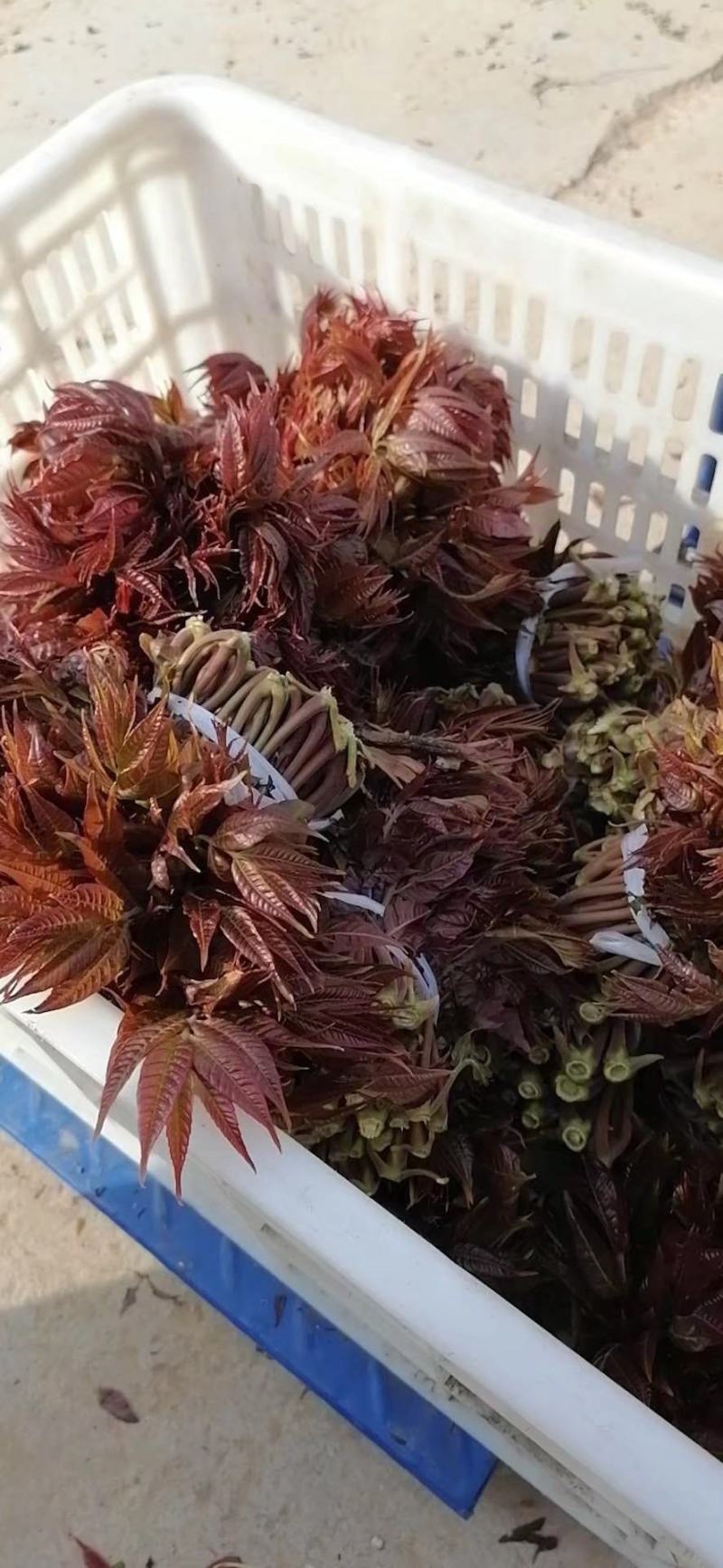 【红油香椿芽】青州王坟红色香椿芽质量很好。诚信第一。