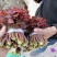 【红油香椿芽】青州王坟红色香椿芽质量很好。诚信第一。