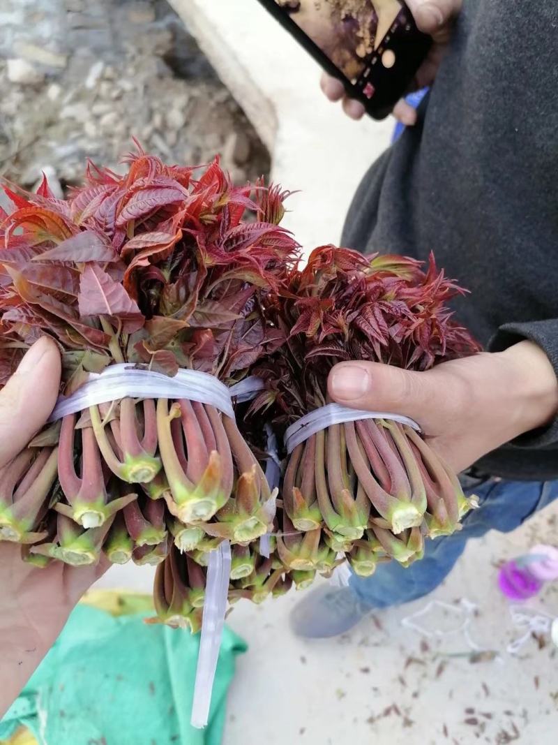 【红油香椿芽】青州王坟红色香椿芽质量很好。诚信第一。