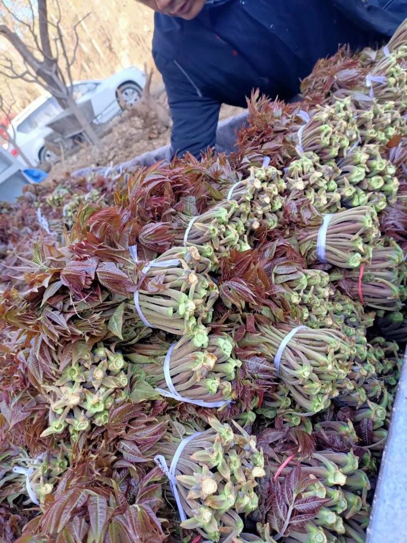 【红油香椿芽】青州王坟红色香椿芽质量很好。诚信第一。