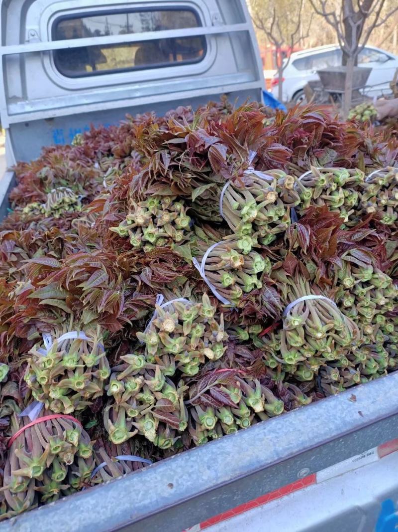 【红油香椿芽】青州王坟红色香椿芽质量很好。诚信第一。