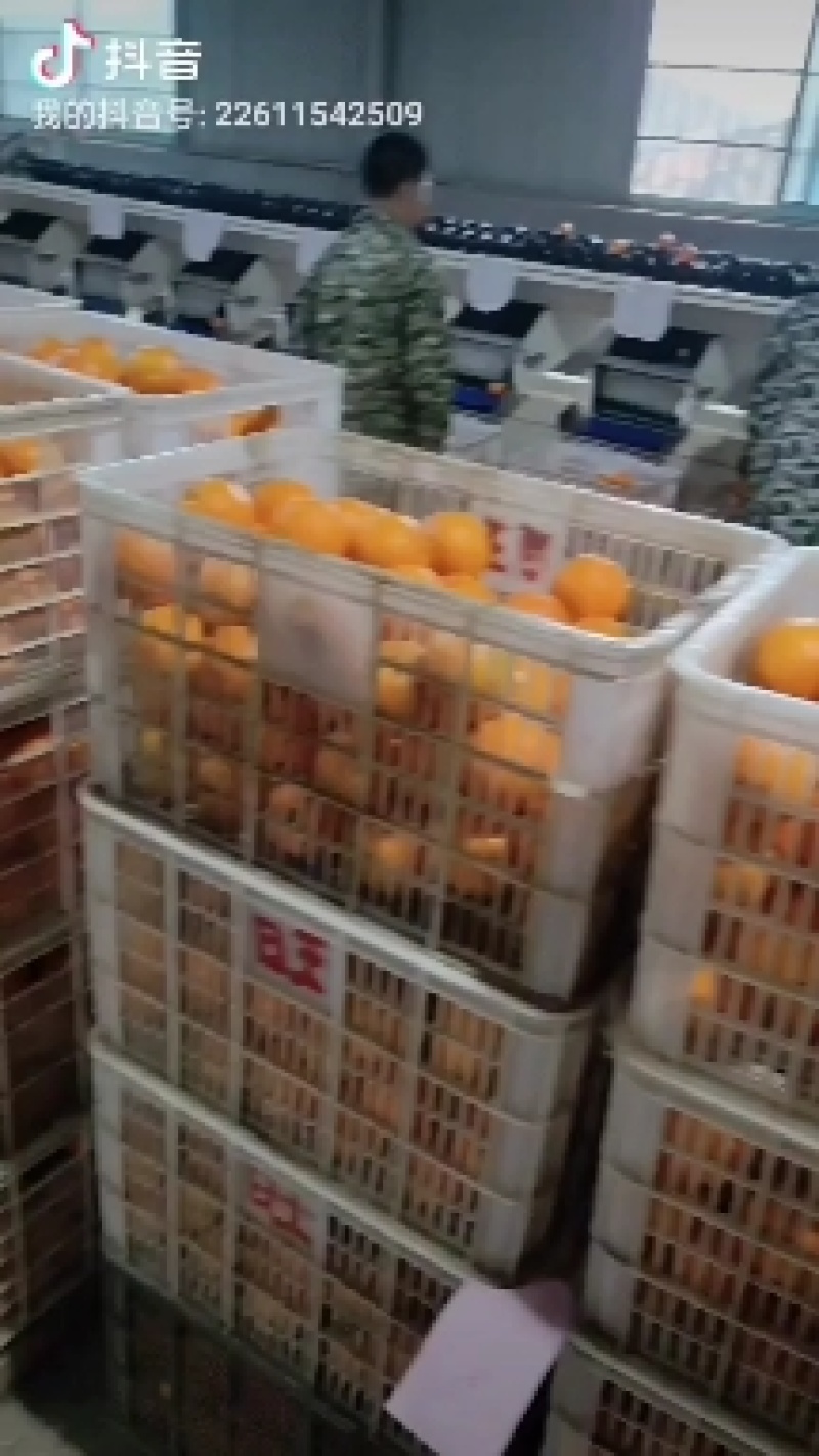 脐橙
