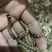 大麦虫。蛋白虫