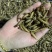 大麦虫。蛋白虫