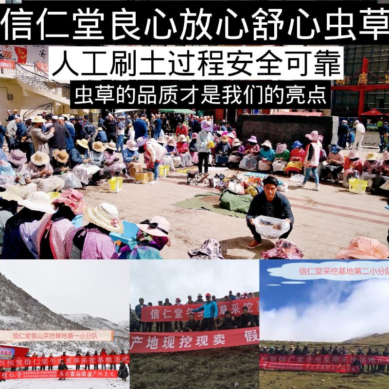【销量额六百万】2026新鲜冬虫夏草鲜挖鲜卖产地直发