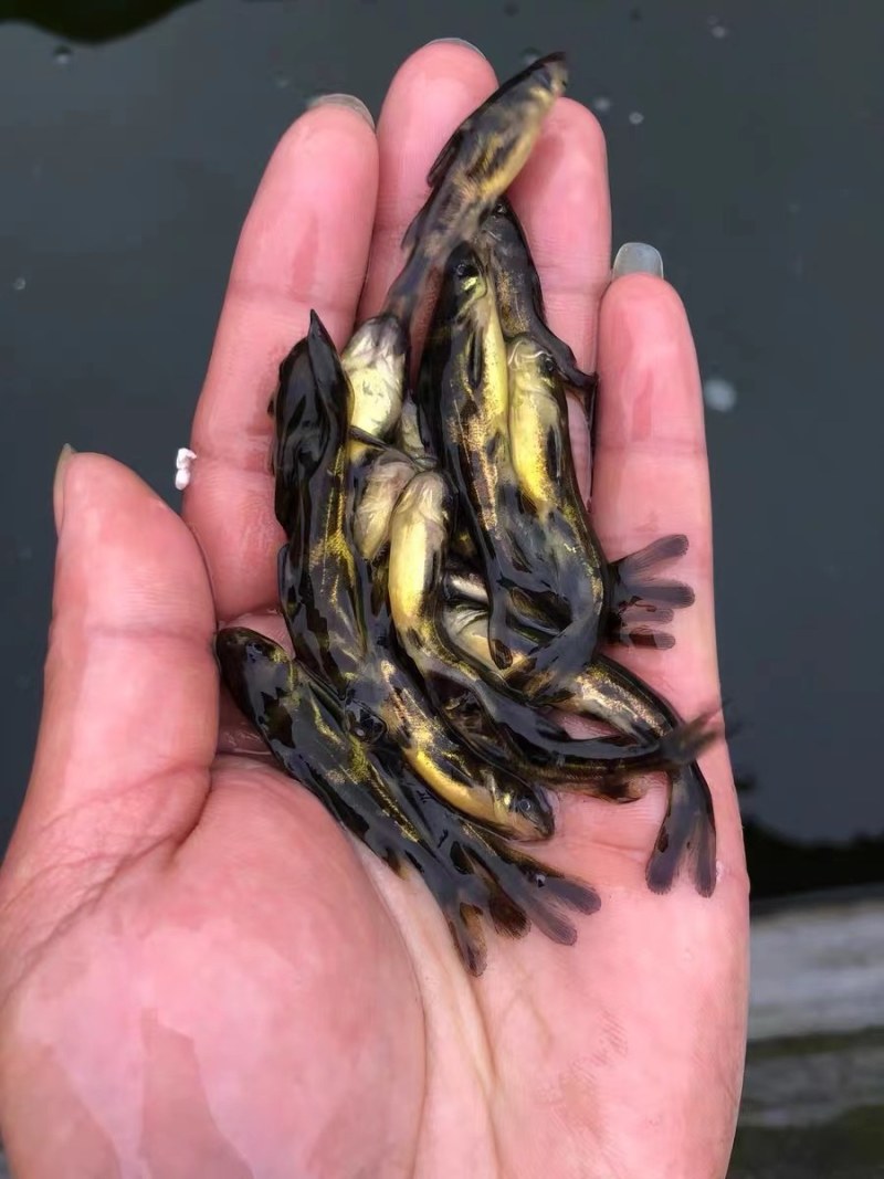 水产鱼苗批发