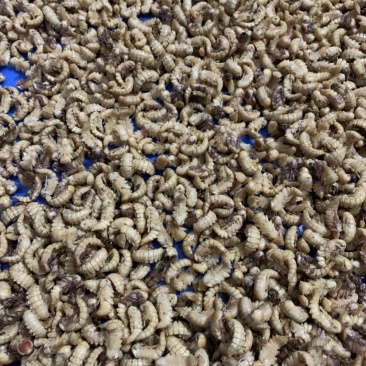 蛋白虫母虫