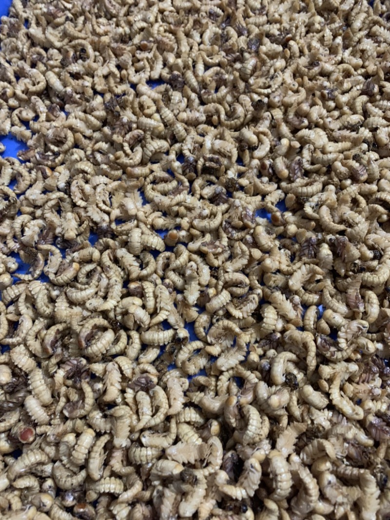 蛋白虫母虫