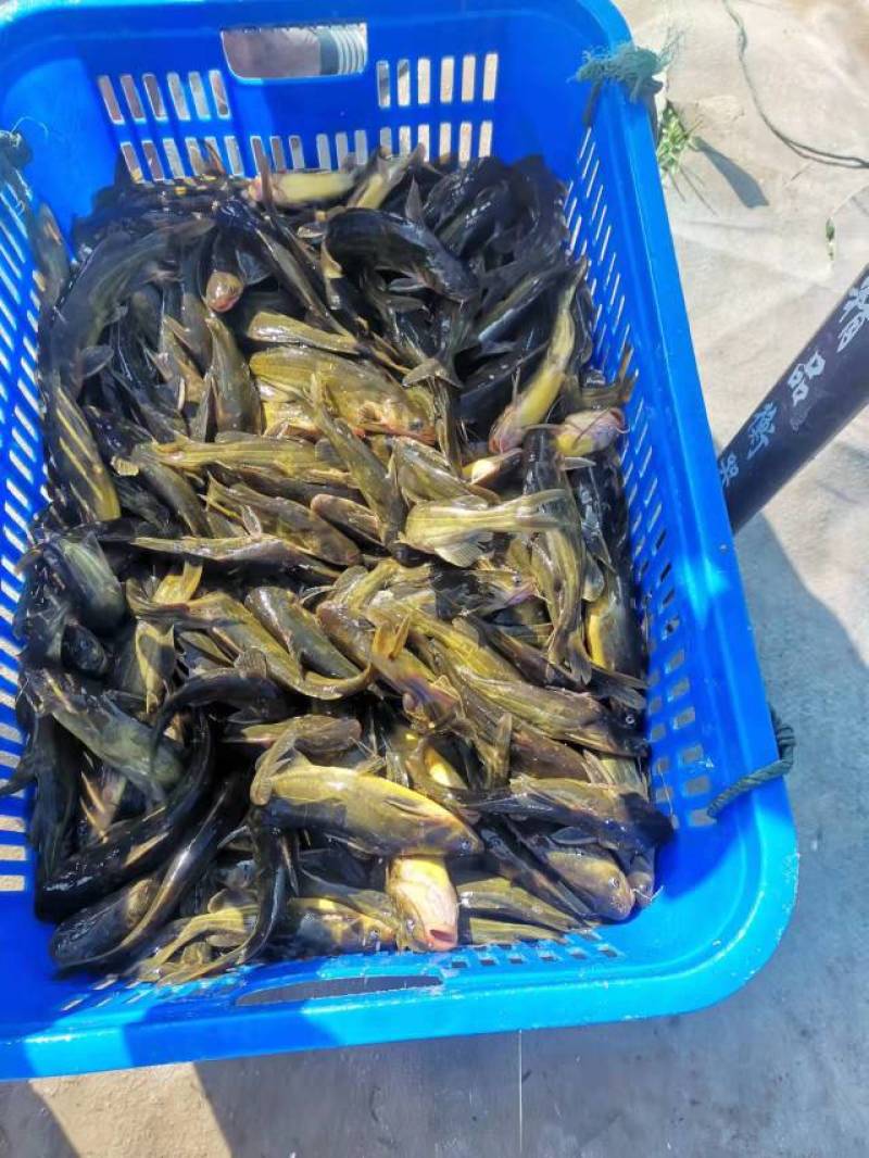 黄桑鱼质量保证，诚信经营