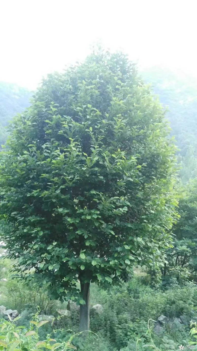 供应各种规格的红白黄玉兰