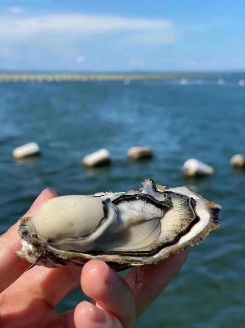 净化蚝鲜活生蚝全壳烧烤新鲜牡蛎半壳生蚝潮汕深海蚝