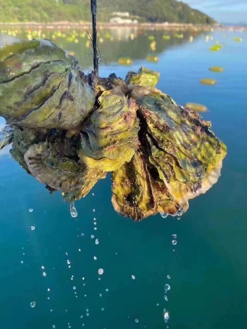 净化蚝鲜活生蚝全壳烧烤新鲜牡蛎半壳生蚝潮汕深海蚝