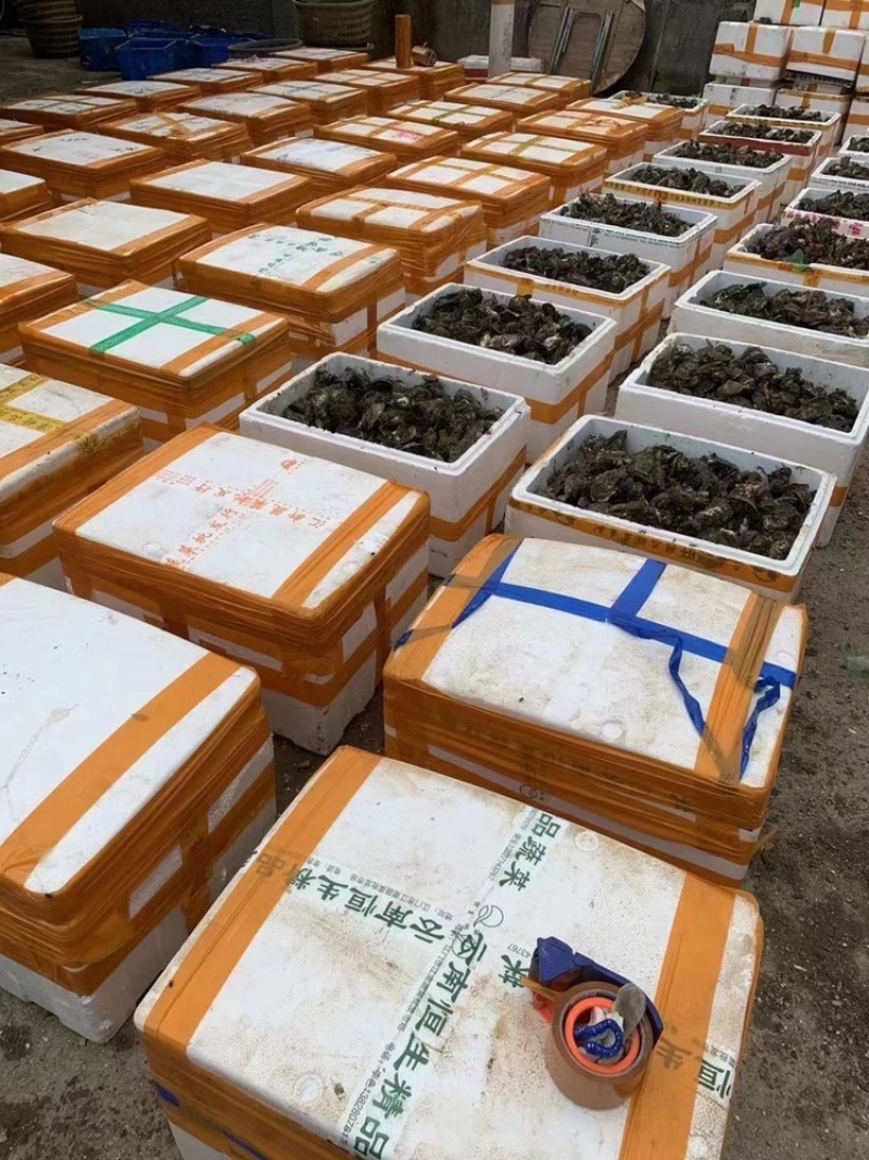 净化蚝鲜活生蚝全壳烧烤新鲜牡蛎半壳生蚝潮汕深海蚝
