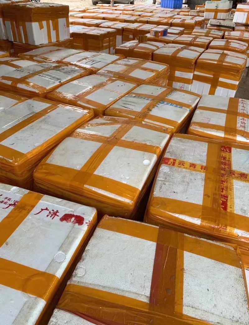 净化蚝鲜活生蚝全壳烧烤新鲜牡蛎半壳生蚝潮汕深海蚝