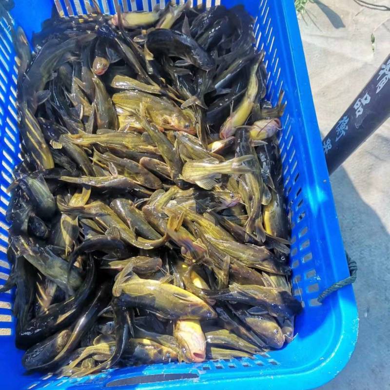 黄桑鱼质量保证，诚信经营
