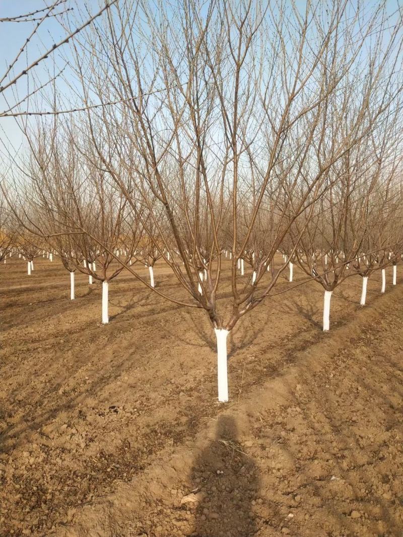 自家苗圃5-6-7-8-10-12公分红叶碧桃5000棵