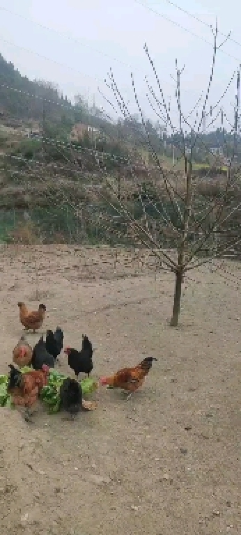 土鸡