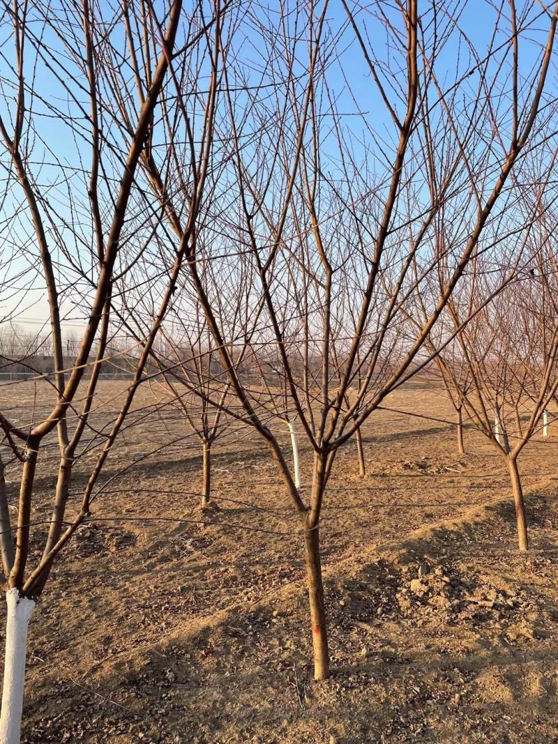 自家苗圃3-4-5-6-7-8-10公分碧桃量大绿曦苗圃