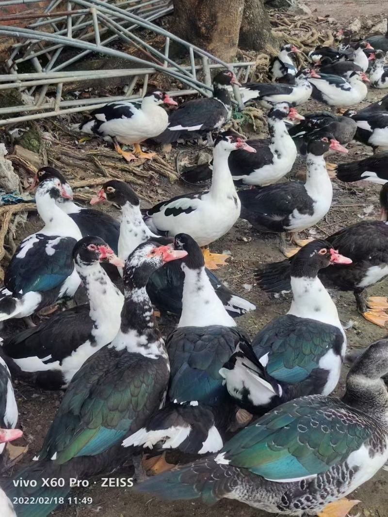 110天，加黄黑番公2200个，茂名，6字头