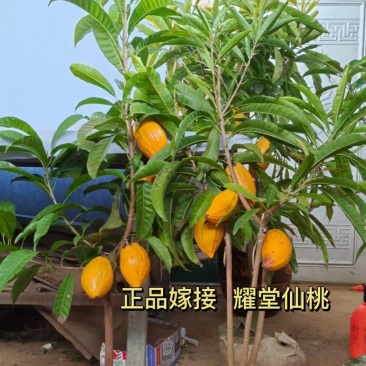耀堂仙桃苗当年结果，大苗正品嫁接苗结果快