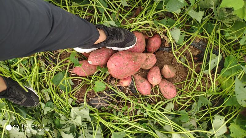 【万亩自销】紫薯紫罗兰红薯常年供应电商商超批发