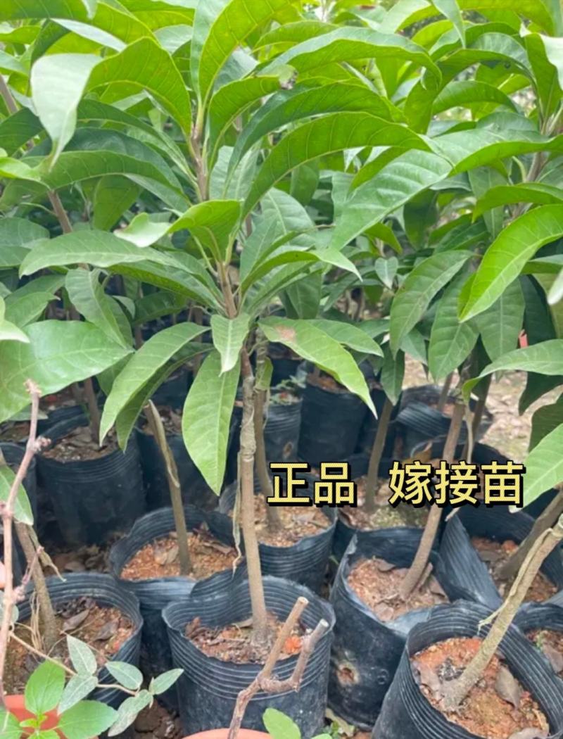 耀堂仙桃苗当年结果，大苗正品嫁接苗结果快