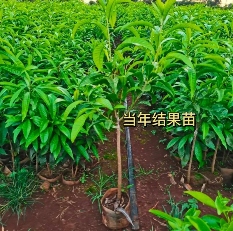 耀堂仙桃苗当年结果，大苗正品嫁接苗结果快