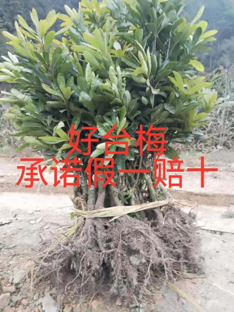 精品果苗，台梅杨梅苗，苗子健壮，成活率高，果子大口感很好