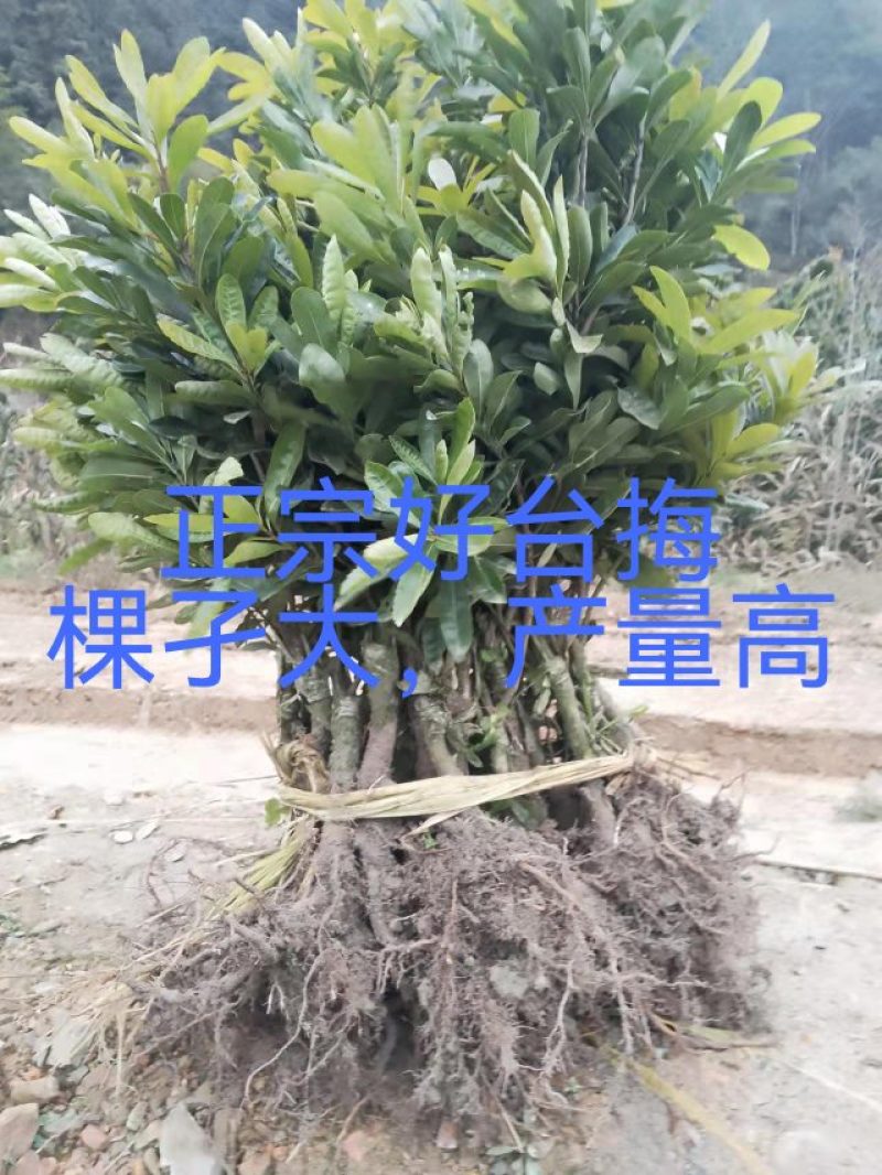精品果苗，台梅杨梅苗，苗子健壮，成活率高，果子大口感很好