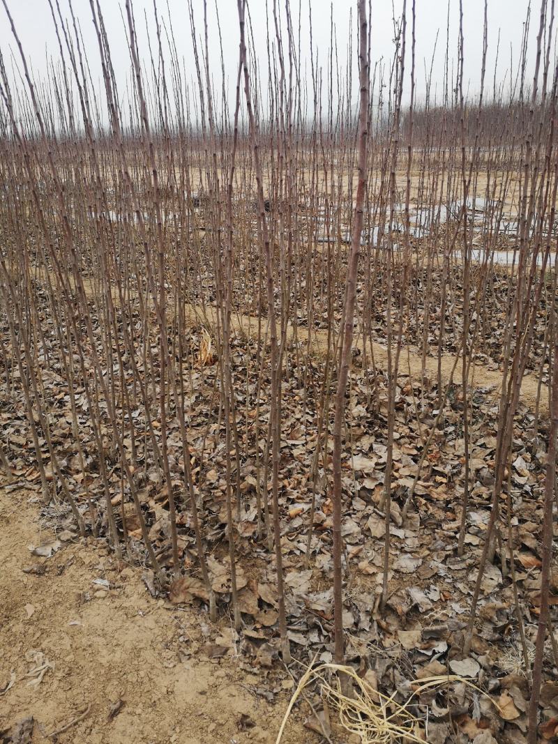 梨树苗梨树成品苗，全国供货，批发商采购商欢迎选购