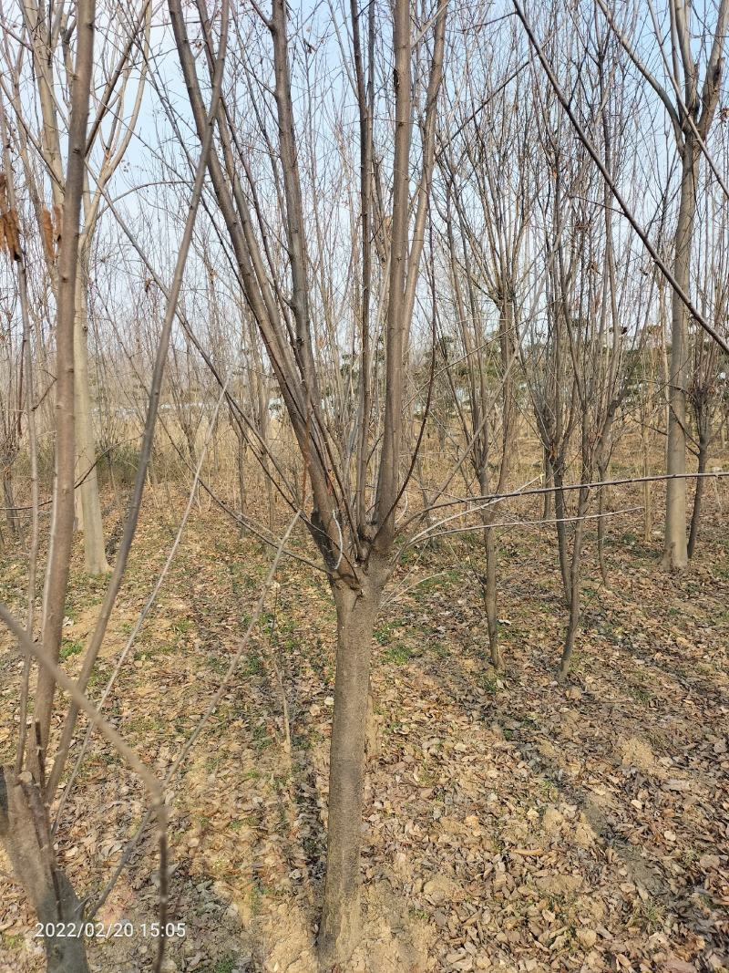 红叶李（绿化苗木品种紫叶李或者红叶李1—10公分）