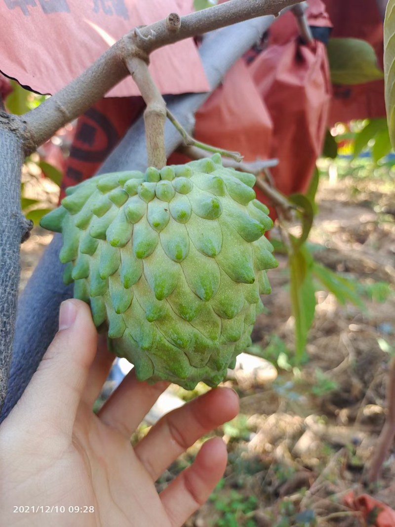 凤梨释迦嘴甜的水果基地直销纯甜释迦诚信经营