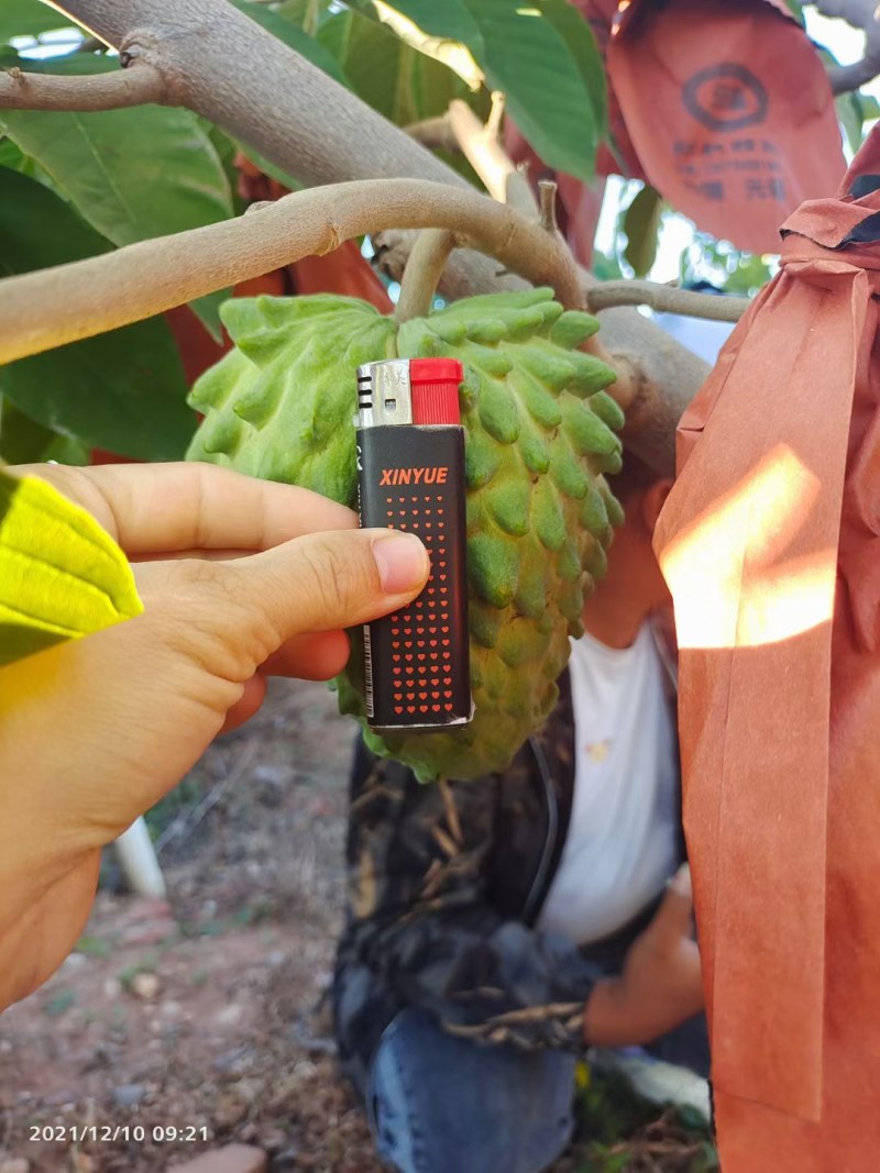 凤梨释迦嘴甜的水果基地直销纯甜释迦诚信经营