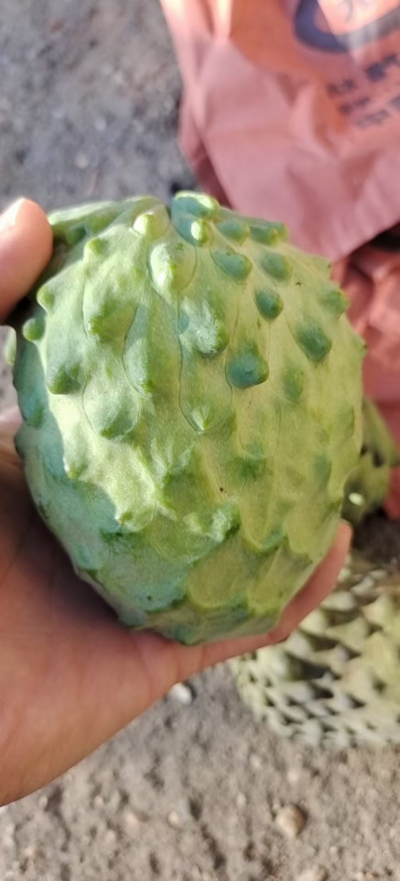 凤梨释迦嘴甜的水果基地直销纯甜释迦诚信经营