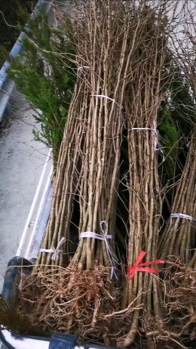 四川绵阳基地发货银杏苗白果树苗占地苗包成活率无中介