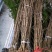 四川绵阳基地发货银杏苗白果树苗占地苗包成活率无中介