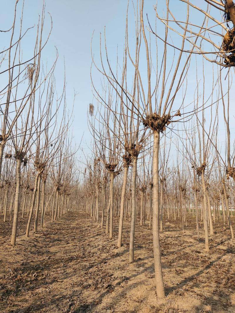 太康梓树10公分，12公分梓树，8公分梓树，梓树价格