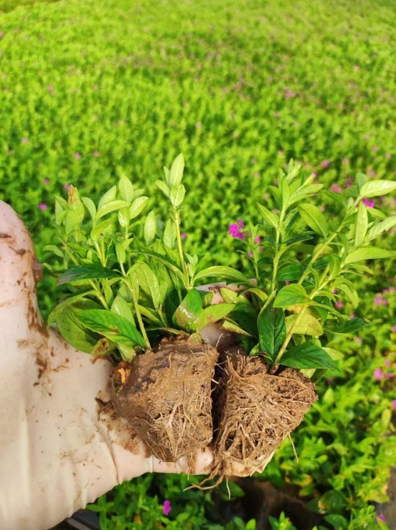 满天星基地出售量大质优价廉欢迎选购