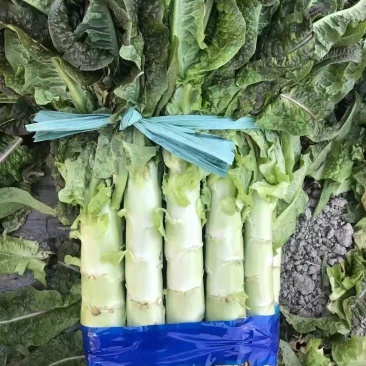 【有好货】红叶香莴笋质量好价格优基地直供一手货源保质保量