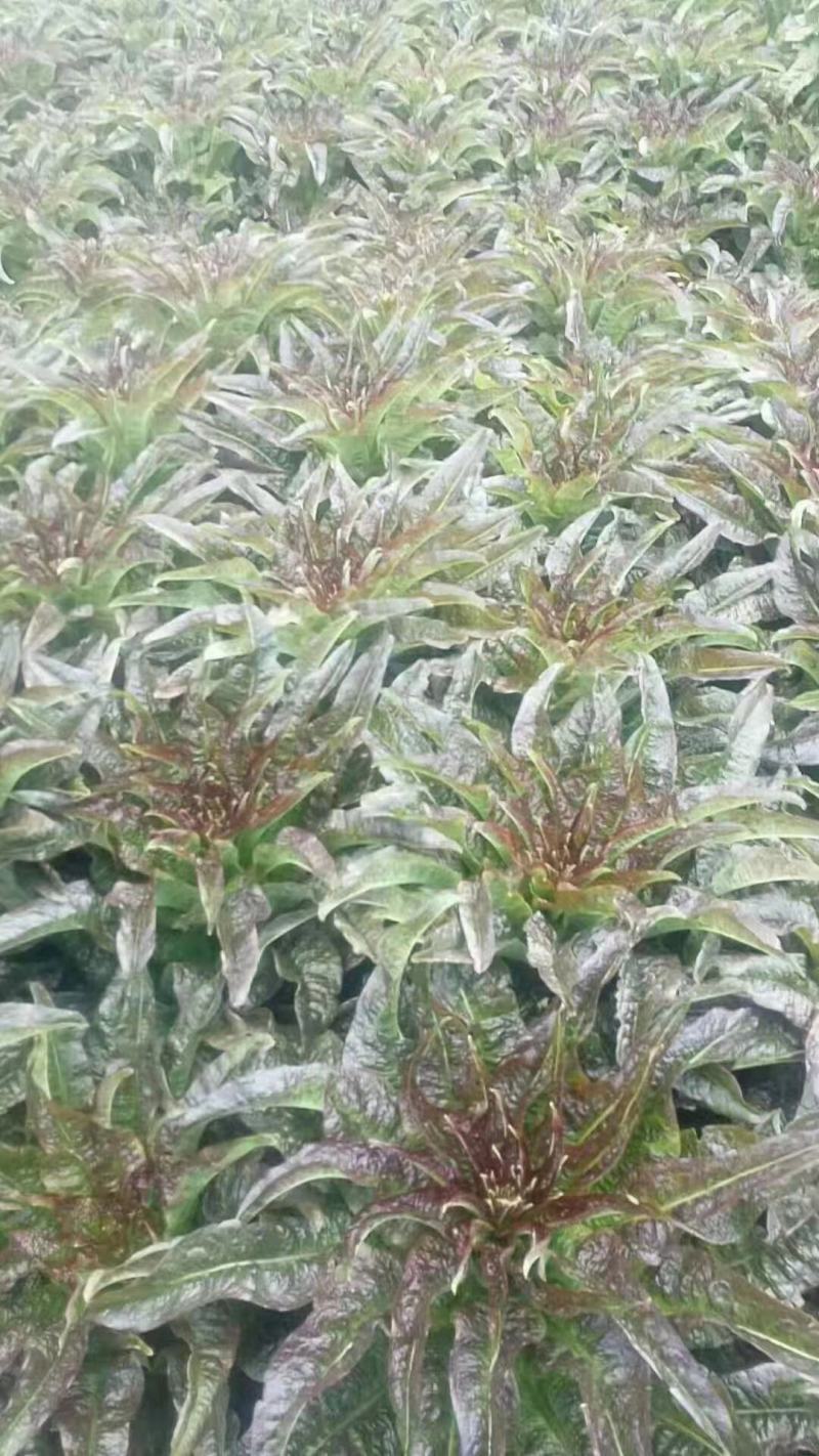 【有好货】红叶香莴笋质量好价格优基地直供一手货源保质保量