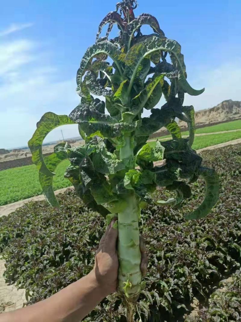 【有好货】红叶香莴笋质量好价格优基地直供一手货源保质保量