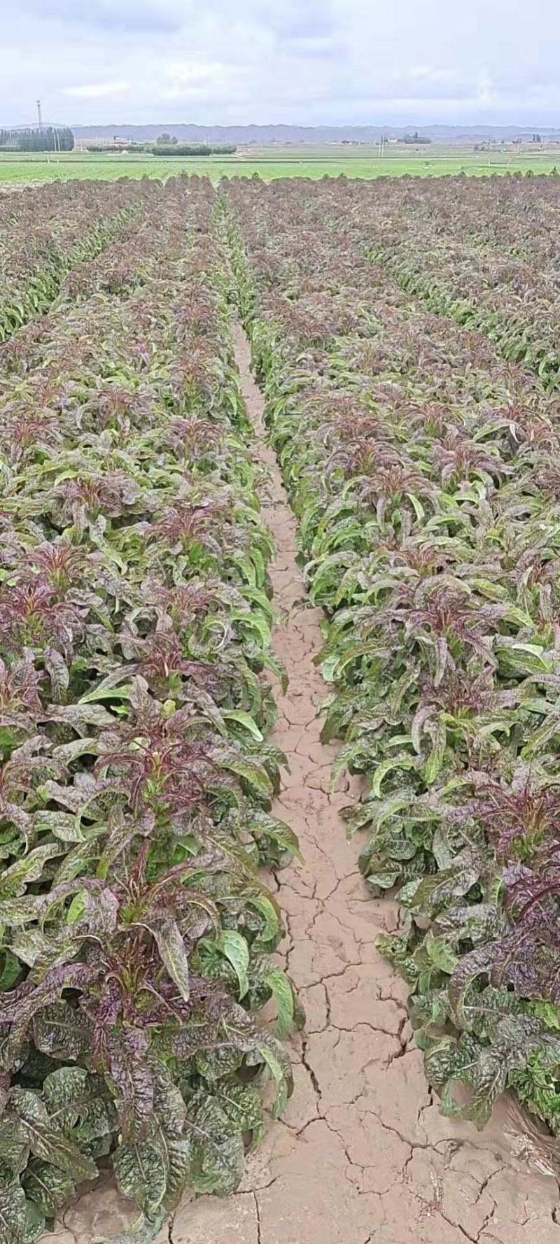 【有好货】红叶香莴笋质量好价格优基地直供一手货源保质保量