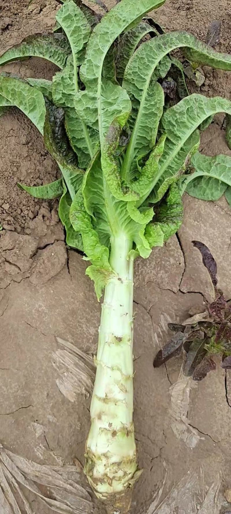 【有好货】红叶香莴笋质量好价格优基地直供一手货源保质保量