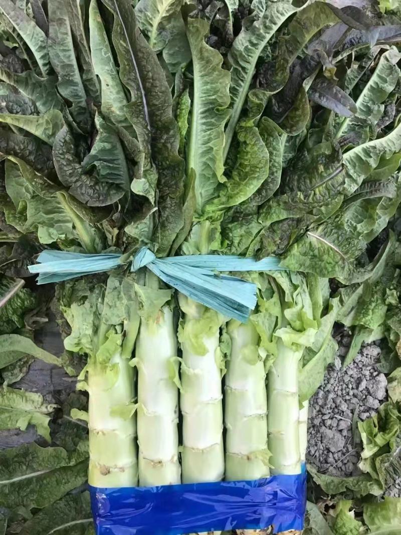 【有好货】红叶香莴笋质量好价格优基地直供一手货源保质保量
