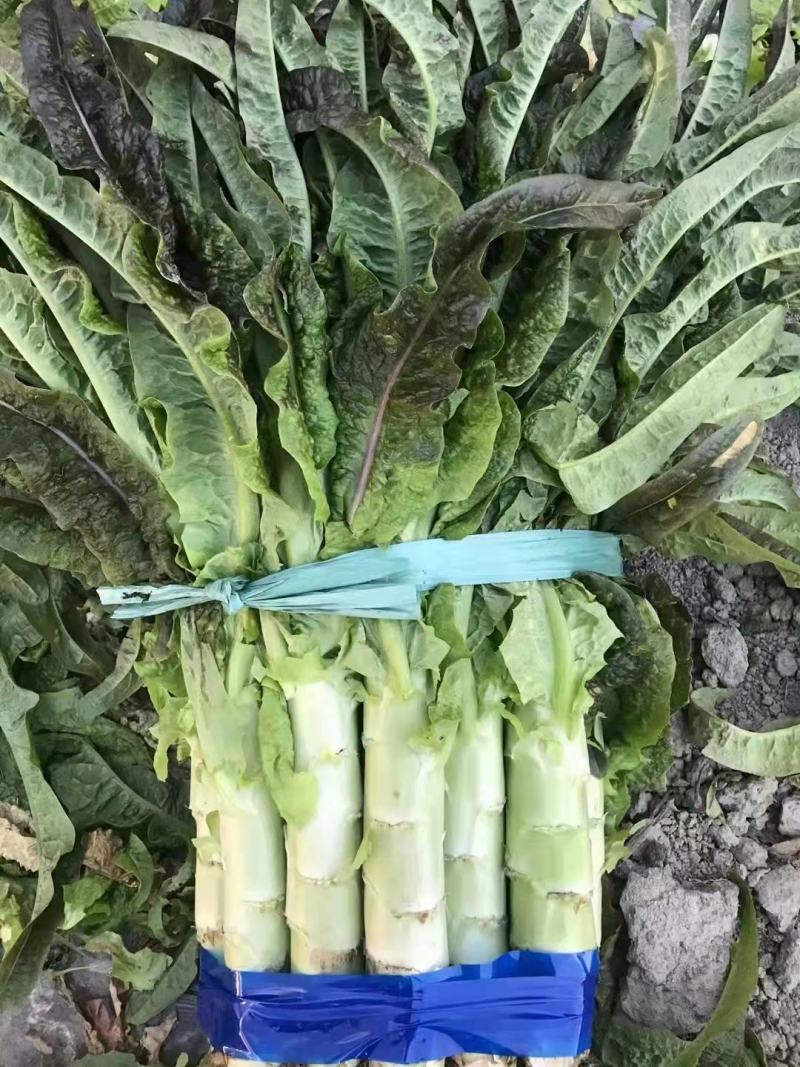 【有好货】红叶香莴笋质量好价格优基地直供一手货源保质保量
