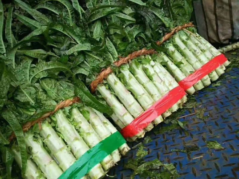 【有好货】红叶香莴笋质量好价格优基地直供一手货源保质保量