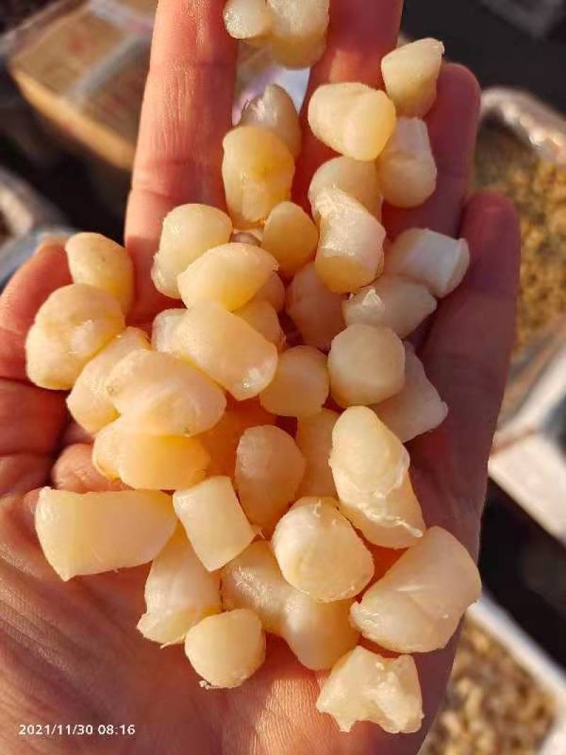 瑶柱肉丁，扇贝丁，干贝丁大小规格齐全，一手货源现货供应。