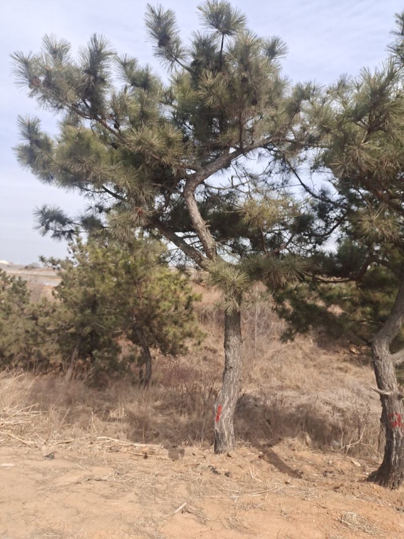 毛坯黑松货量大